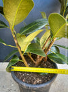 Ficus Elastica Melany, organically grown plants for sale at TOMsFLOWer CLUB.