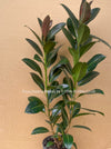 Ficus Elastica Melany, organically grown plants for sale at TOMsFLOWer CLUB.
