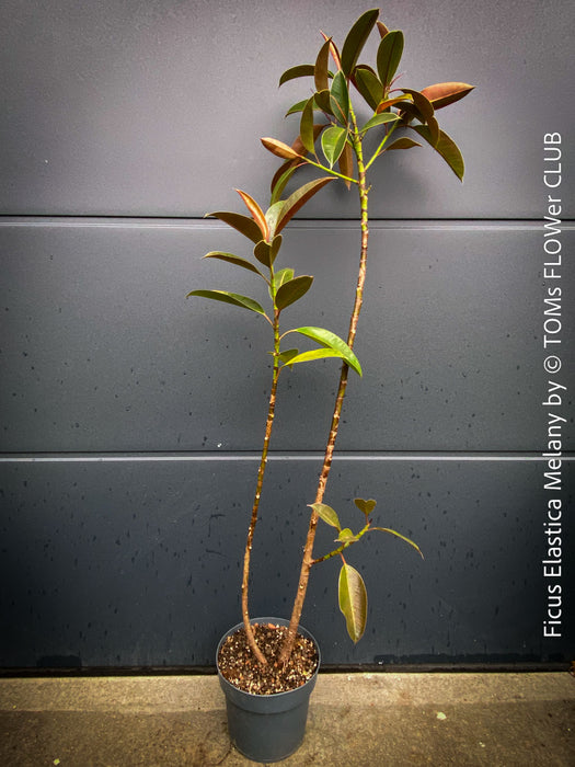 Ficus Elastica Melany, organically grown plants for sale at TOMs FLOWer CLUB.