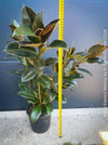 Ficus Elastica Melany, organically grown plants for sale at TOMsFLOWer CLUB.