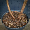 Well drained soil for Ficus Elastica Melany, organically grown plants for sale at TOMs FLOWer CLUB.