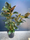 Ficus Elastica Melany, organically grown plants for sale at TOMsFLOWer CLUB.