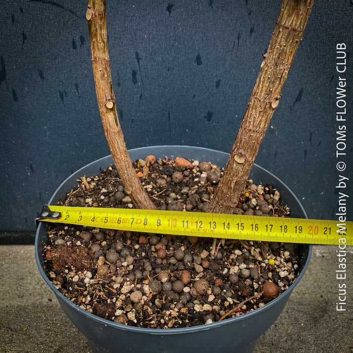 Well drained soil for Ficus Elastica Melany, organically grown plants for sale at TOMs FLOWer CLUB.