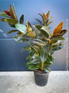 Ficus Elastica Melany, organically grown plants for sale at TOMsFLOWer CLUB.