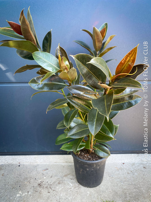 Ficus Elastica Melany, organically grown plants for sale at TOMsFLOWer CLUB.