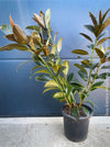 Ficus Elastica Melany, organically grown plants for sale at TOMsFLOWer CLUB.