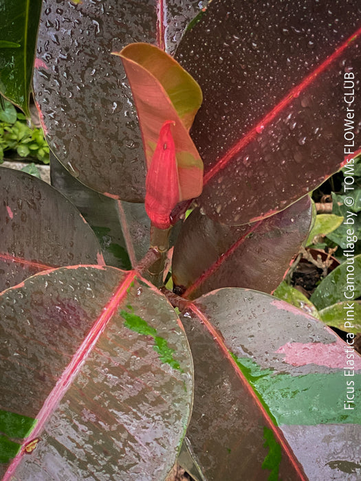 Ficus Elastica Pink Camouflage, organically grown tropical plants for sale at TOMs FLOWer CLUB.