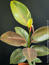 Ficus Elastica Pink Camouflage, organically grown tropical plants for sale at TOMs FLOWer CLUB.