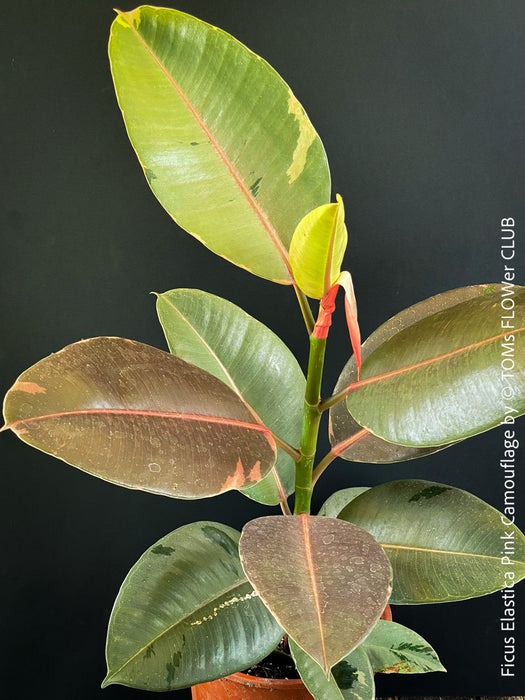 Ficus Elastica Pink Camouflage, organically grown tropical plants for sale at TOMs FLOWer CLUB.