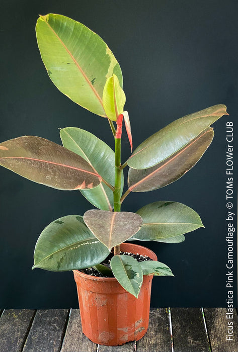 Ficus Elastica Pink Camouflage, organically grown tropical plants for sale at TOMs FLOWer CLUB.