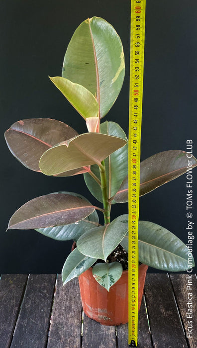 Ficus Elastica Pink Camouflage, organically grown tropical plants for sale at TOMs FLOWer CLUB.