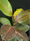 Ficus Elastica Pink Camouflage, organically grown tropical plants for sale at TOMs FLOWer CLUB.