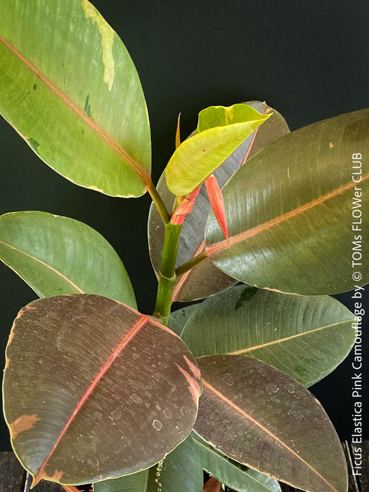 Ficus Elastica Pink Camouflage, organically grown tropical plants for sale at TOMs FLOWer CLUB.