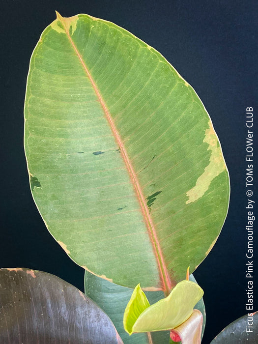 Ficus Elastica Pink Camouflage, organically grown tropical plants for sale at TOMs FLOWer CLUB.