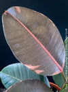 Ficus Elastica Pink Camouflage, organically grown tropical plants for sale at TOMs FLOWer CLUB.