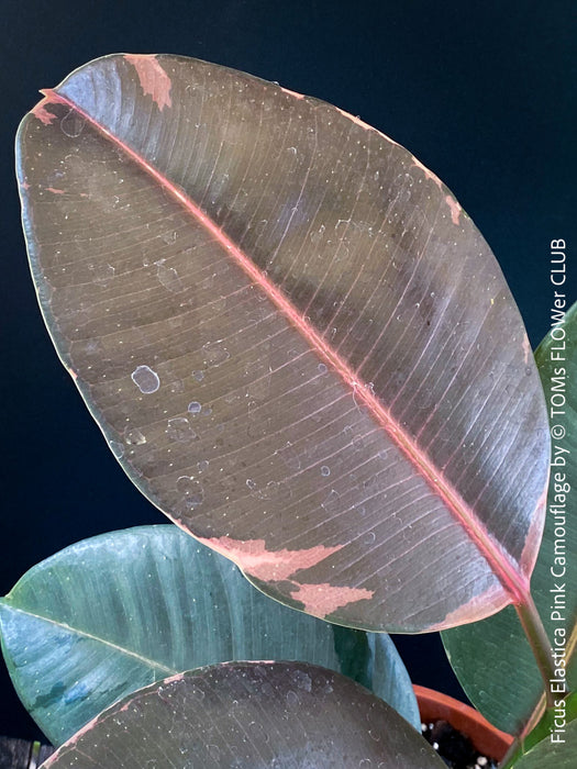 Ficus Elastica Pink Camouflage, organically grown tropical plants for sale at TOMs FLOWer CLUB.