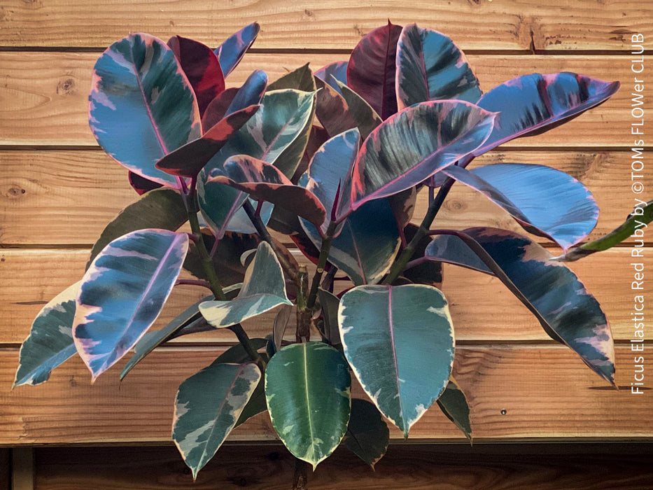 Ficus Elastica Variegata Red Ruby, organically grown plants for sale at TOMsFLOWer CLUB.