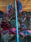Ficus Elastica Variegata Red Ruby, organically grown plants for sale at TOMsFLOWer CLUB.