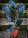 Ficus elastica robusta black, black leaf, low maintenance plant, Gummi Baum, Ficus, organically grown tropical plants for sale at TOMs FLOWer CLUB.