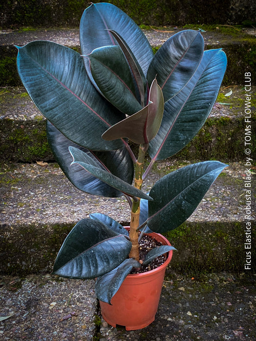 Ficus elastica robusta black, black leaf, low maintenance plant, Gummi Baum, Ficus, organically grown tropical plants for sale at TOMs FLOWer CLUB.