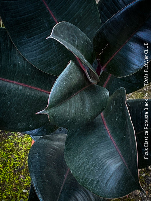 Ficus elastica robusta black, black leaf, low maintenance plant, Gummi Baum, Ficus, organically grown tropical plants for sale at TOMs FLOWer CLUB.