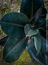 Ficus elastica robusta black, black leaf, low maintenance plant, Gummi Baum, Ficus, organically grown tropical plants for sale at TOMs FLOWer CLUB.