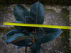 Ficus elastica robusta black, black leaf, low maintenance plant, Gummi Baum, Ficus, organically grown tropical plants for sale at TOMs FLOWer CLUB.