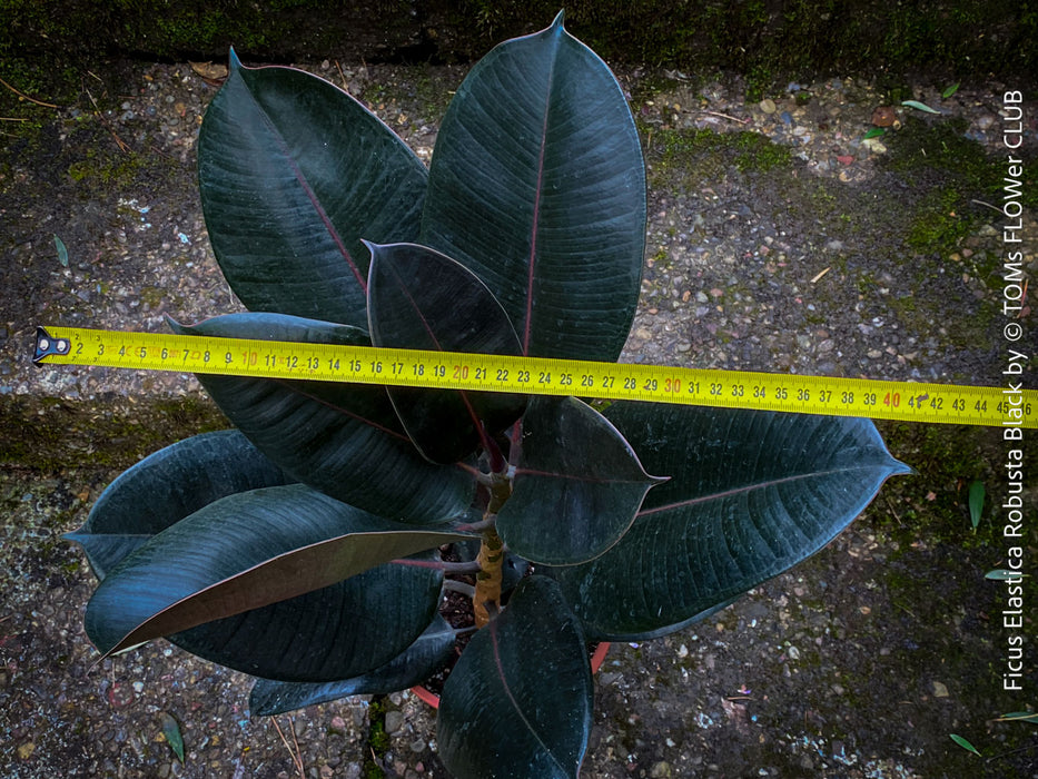 Ficus elastica robusta black, black leaf, low maintenance plant, Gummi Baum, Ficus, organically grown tropical plants for sale at TOMs FLOWer CLUB.