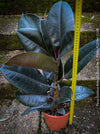 Ficus elastica robusta black, black leaf, low maintenance plant, Gummi Baum, Ficus, organically grown tropical plants for sale at TOMs FLOWer CLUB.