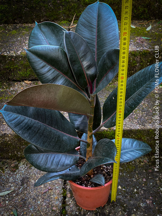 Ficus elastica robusta black, black leaf, low maintenance plant, Gummi Baum, Ficus, organically grown tropical plants for sale at TOMs FLOWer CLUB.