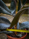 Ficus elastica robusta black, black leaf, low maintenance plant, Gummi Baum, Ficus, organically grown tropical plants for sale at TOMs FLOWer CLUB.