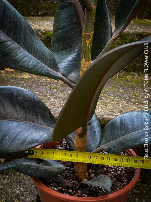 Ficus elastica robusta black, black leaf, low maintenance plant, Gummi Baum, Ficus, organically grown tropical plants for sale at TOMs FLOWer CLUB.