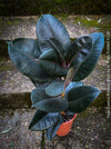 Ficus elastica robusta black, black leaf, low maintenance plant, Gummi Baum, Ficus, organically grown tropical plants for sale at TOMs FLOWer CLUB.