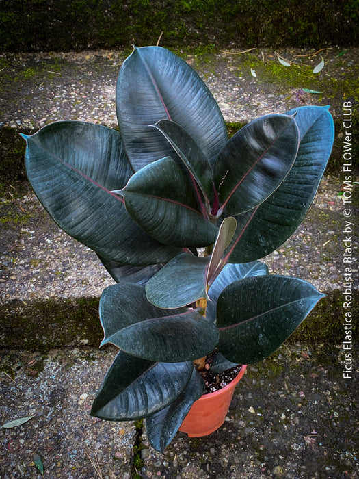Ficus elastica robusta black, black leaf, low maintenance plant, Gummi Baum, Ficus, organically grown tropical plants for sale at TOMs FLOWer CLUB.