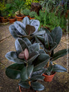 Ficus elastica robusta black, black leaf, low maintenance plant, Gummi Baum, Ficus, organically grown tropical plants for sale at TOMs FLOWer CLUB.