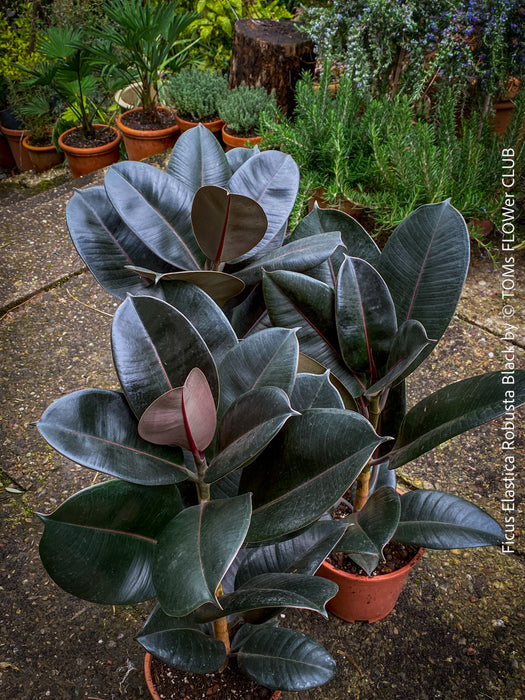 Ficus elastica robusta black, black leaf, low maintenance plant, Gummi Baum, Ficus, organically grown tropical plants for sale at TOMs FLOWer CLUB.