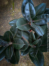 Ficus elastica robusta black, black leaf, low maintenance plant, Gummi Baum, Ficus, organically grown tropical plants for sale at TOMs FLOWer CLUB.