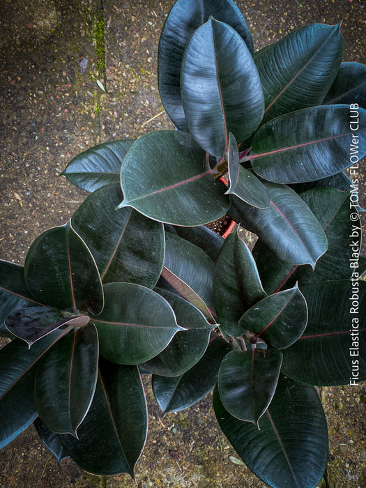 Ficus elastica robusta black, black leaf, low maintenance plant, Gummi Baum, Ficus, organically grown tropical plants for sale at TOMs FLOWer CLUB.