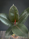 Ficus elastica robusta black, black leaf, low maintenance plant, Gummi Baum, Ficus, organically grown tropical plants for sale at TOMs FLOWer CLUB.