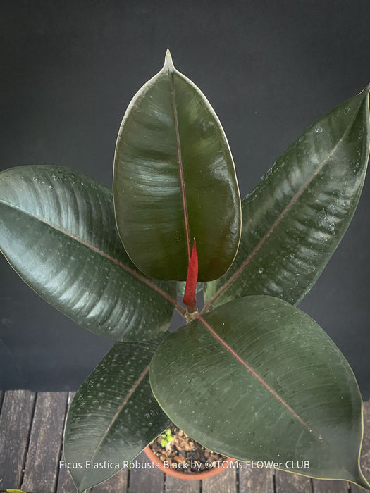 Ficus elastica robusta black, black leaf, low maintenance plant, Gummi Baum, Ficus, organically grown tropical plants for sale at TOMs FLOWer CLUB.