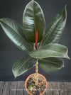 Ficus elastica robusta black, black leaf, low maintenance plant, Gummi Baum, Ficus, organically grown tropical plants for sale at TOMs FLOWer CLUB.