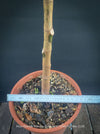 Ficus elastica robusta black, black leaf, low maintenance plant, Gummi Baum, Ficus, organically grown tropical plants for sale at TOMs FLOWer CLUB.