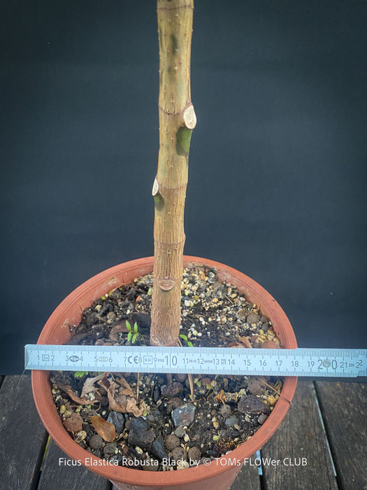 Ficus elastica robusta black, black leaf, low maintenance plant, Gummi Baum, Ficus, organically grown tropical plants for sale at TOMs FLOWer CLUB.
