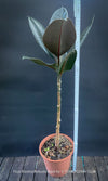 Ficus elastica robusta black, black leaf, low maintenance plant, Gummi Baum, Ficus, organically grown tropical plants for sale at TOMs FLOWer CLUB.
