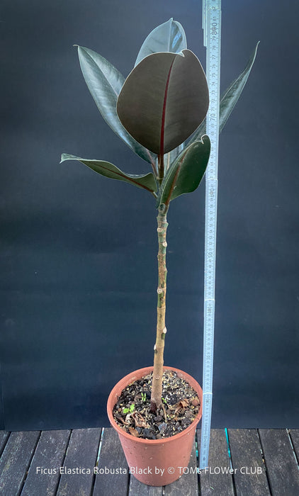 Ficus elastica robusta black, black leaf, low maintenance plant, Gummi Baum, Ficus, organically grown tropical plants for sale at TOMs FLOWer CLUB.