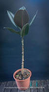 Ficus elastica robusta black, black leaf, low maintenance plant, Gummi Baum, Ficus, organically grown tropical plants for sale at TOMs FLOWer CLUB.