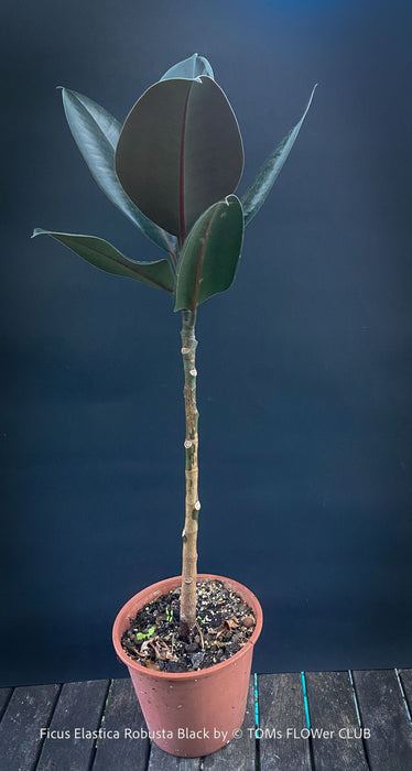 Ficus elastica robusta black, black leaf, low maintenance plant, Gummi Baum, Ficus, organically grown tropical plants for sale at TOMs FLOWer CLUB.
