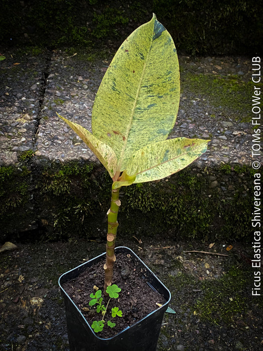 Ficus Elastica Shivereana, Ficus Elastica Moonshine, unique Ficus variety, for sale, organically grown at TOMs FLOWer CLUB.