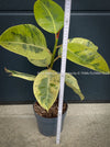 Ficus Elastica Shivereana, Ficus Elastica Moonshine, unique Ficus variety, for sale, organically grown at TOMs FLOWer CLUB.