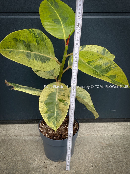 Ficus Elastica Shivereana, Ficus Elastica Moonshine, unique Ficus variety, for sale, organically grown at TOMs FLOWer CLUB.